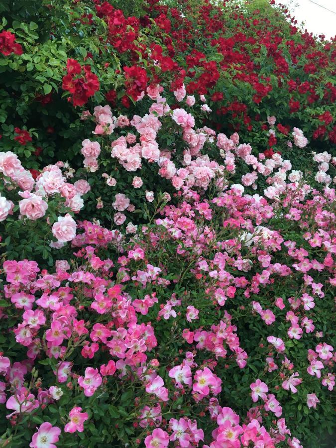 דירות Gunstett Au Parfum Des Roses מראה חיצוני תמונה